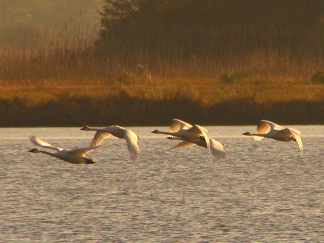 Tundra Swans