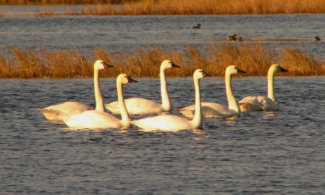 Tundra Swans