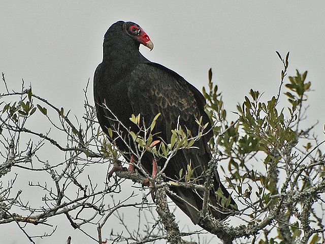 Turkey Vulture