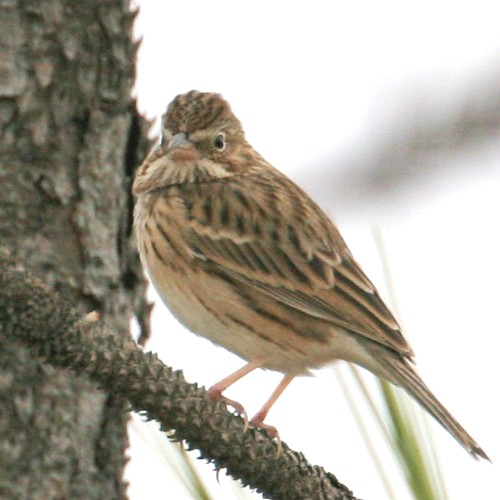Vesper Sparrow