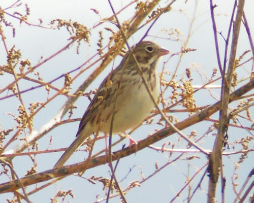 Vesper Sparrow