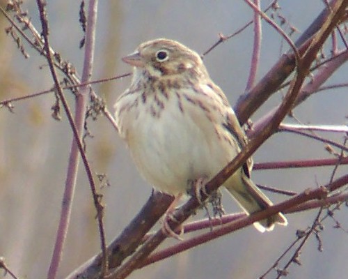 Vesper Sparrow