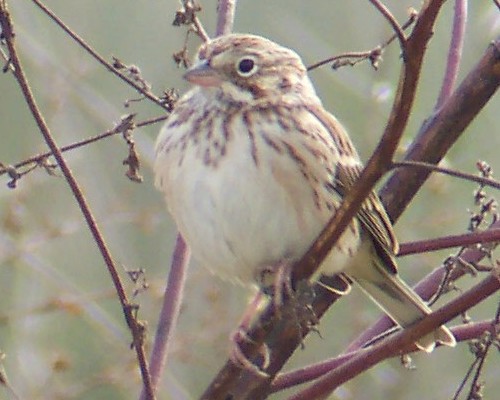 Vesper Sparrow