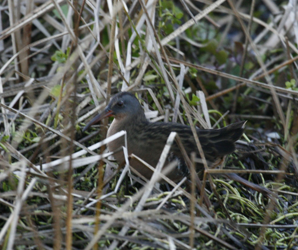 Virginia Rail