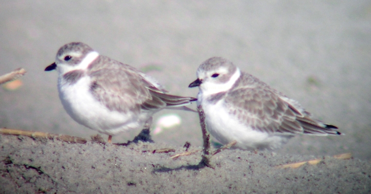 Piping Plover and Royal Tern
