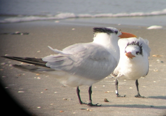 Piping Plover and Royal Tern