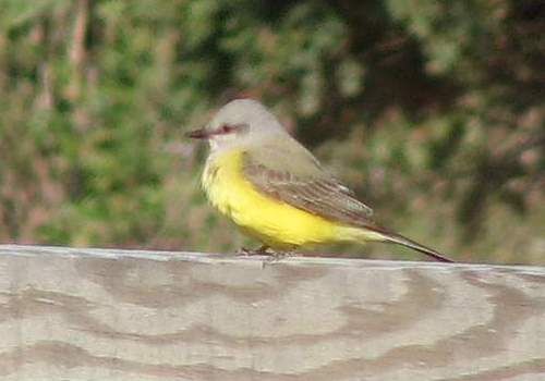 Western Kingbird