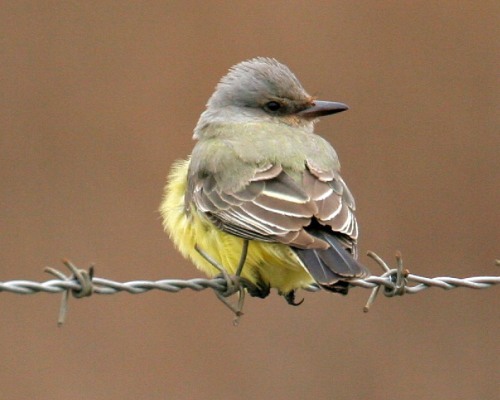 Western Kingbird