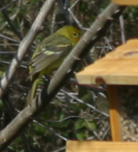 Western Tanager
