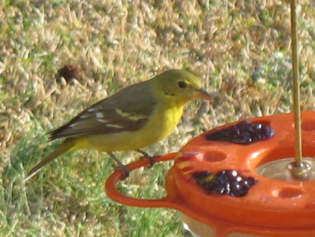 Western Tanager