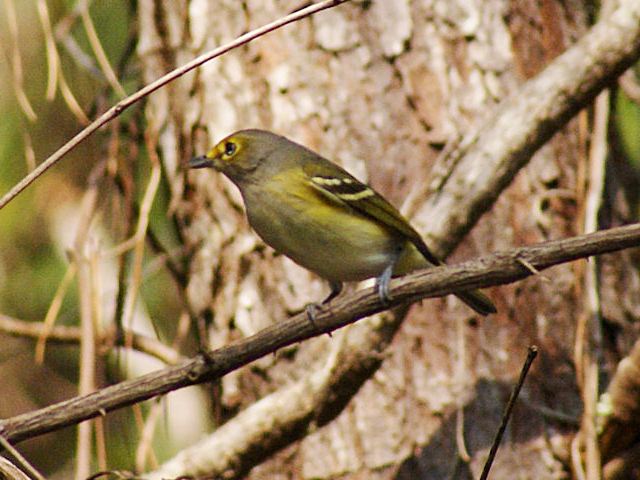 White-eyed Vireo