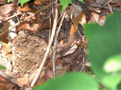 Worm-eating Warbler and Black-and-White Warbler