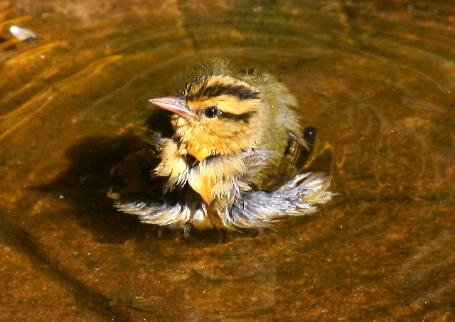 Worm-eating Warbler