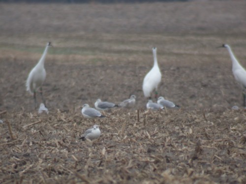 Whooping Cranes