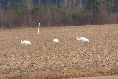 Whooping Cranes