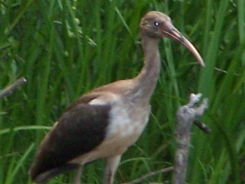 White Ibis