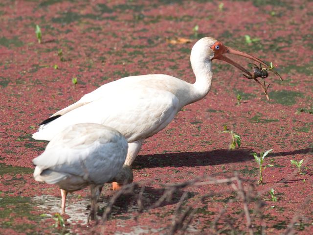 White Ibis