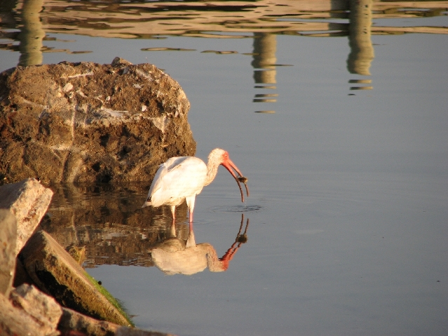 White Ibis
