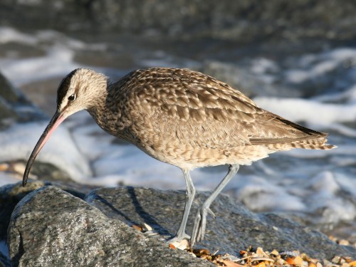 Whimbrel