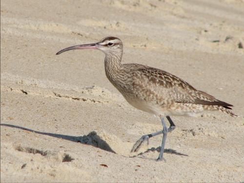 Whimbrel
