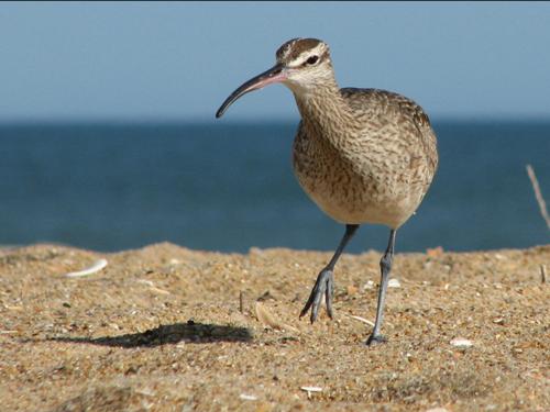 Whimbrel