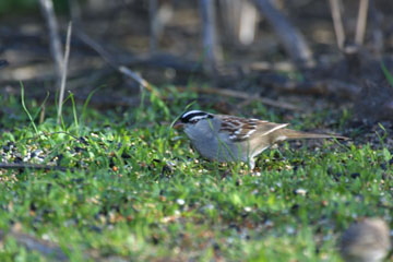 White-crowned Sparrow
