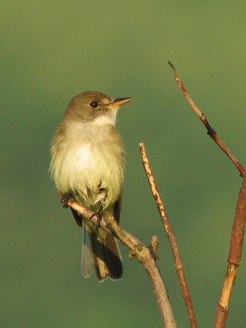 Willow Flycatcher