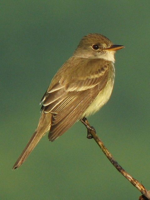 Willow Flycatcher