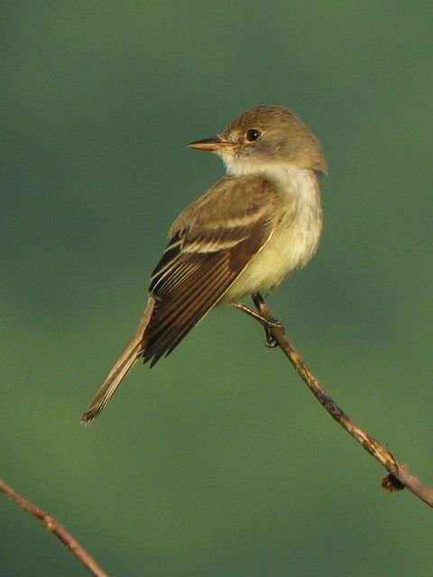 Willow Flycatcher