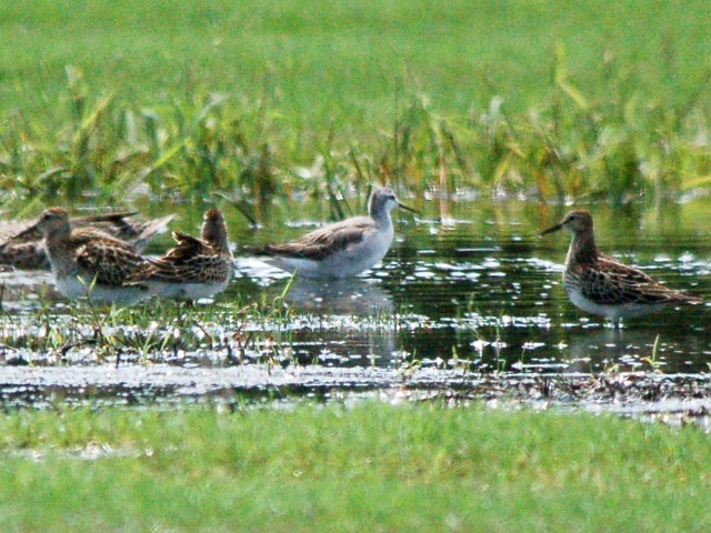 Wilson's Phalarope