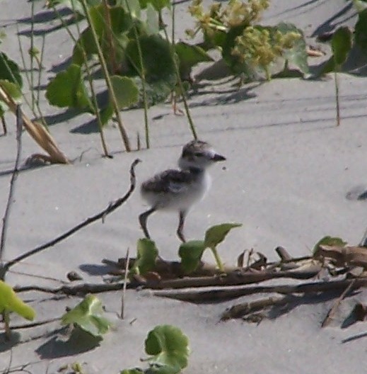 Wilson's Plovers