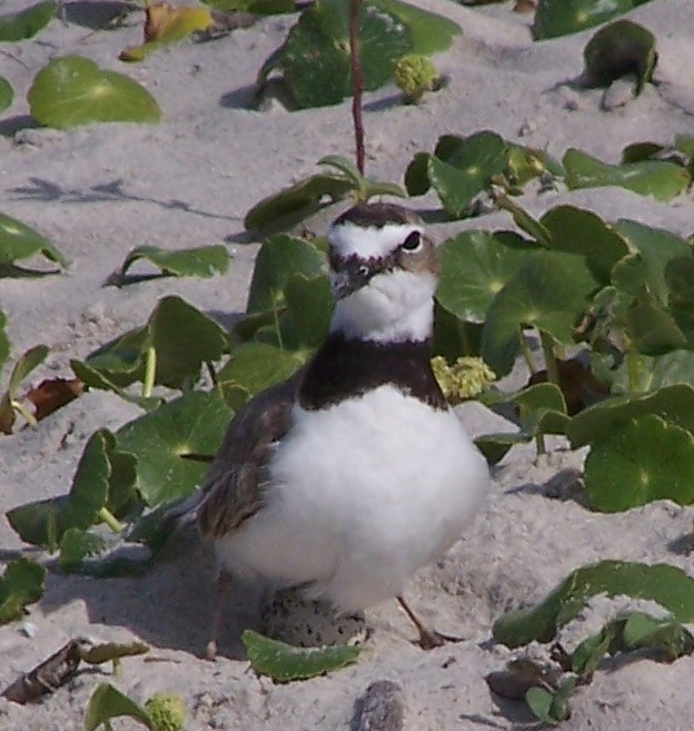 Wilson's Plovers