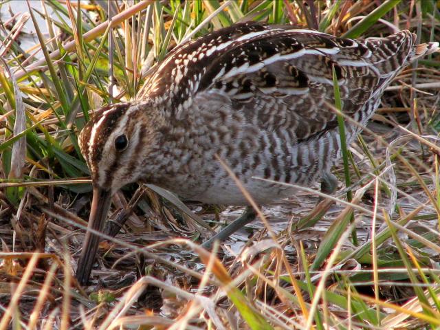 Wilson's Snipe