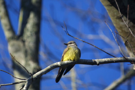Western Kingbird