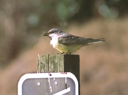 Western Kingbird