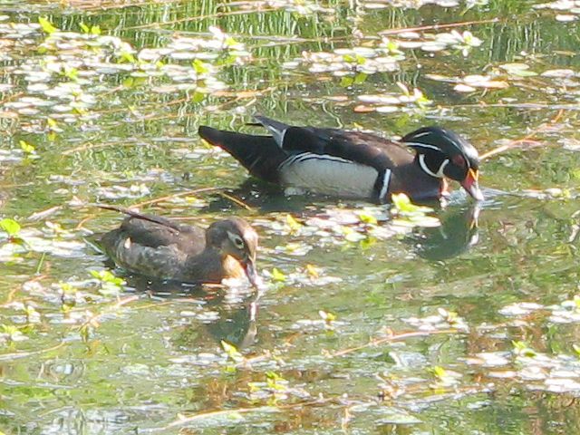 Wood Ducks