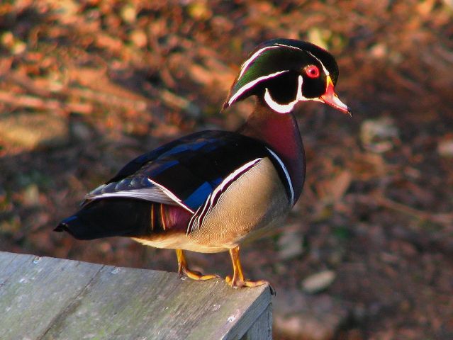 Wood Ducks