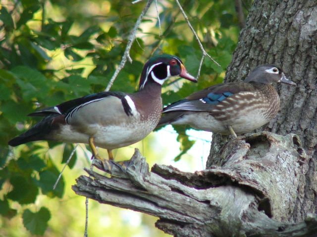 Wood Ducks