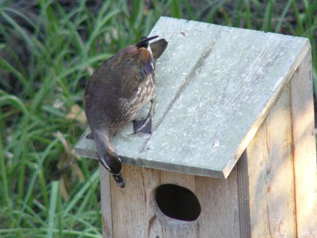 Wood Ducks