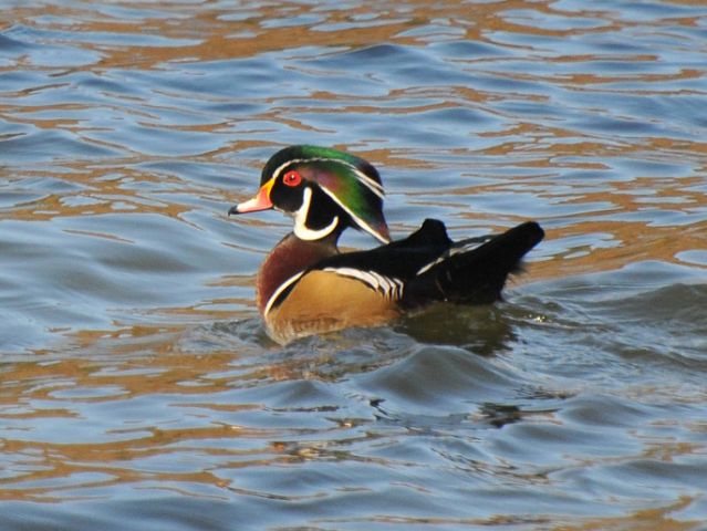 Wood Duck