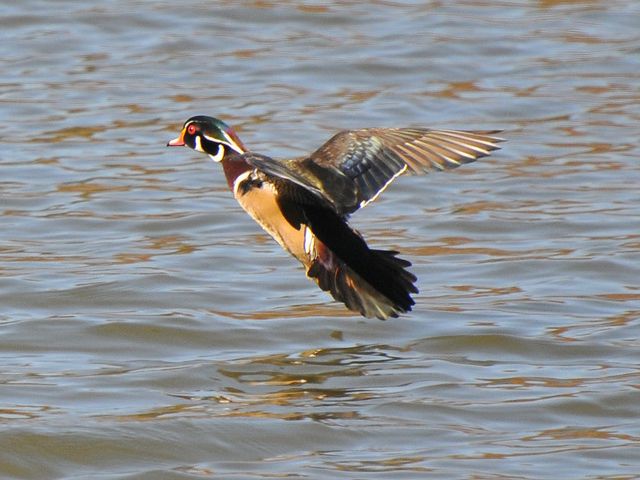 Wood Duck