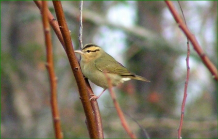 Worm-eating Warbler