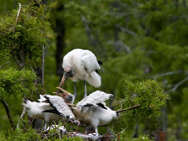 Wood Storks