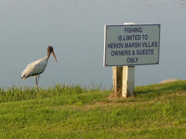 Wood Stork