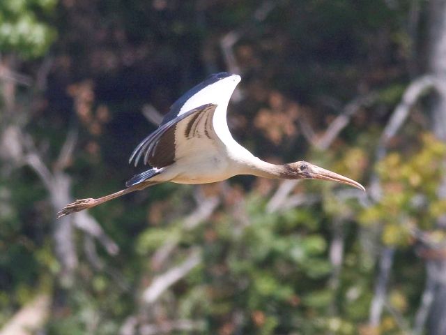 Wood Stork