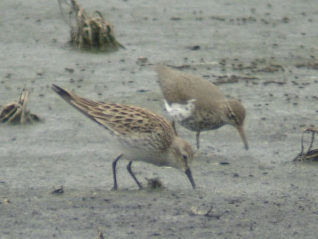 White-rumped Sandpiper