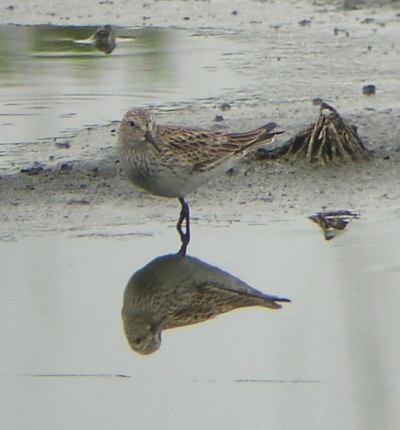White-rumped Sandpiper