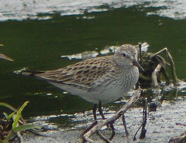 White-rumped Sandpiper