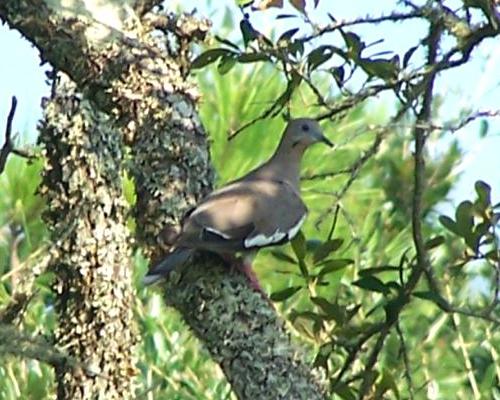 White-winged Dove