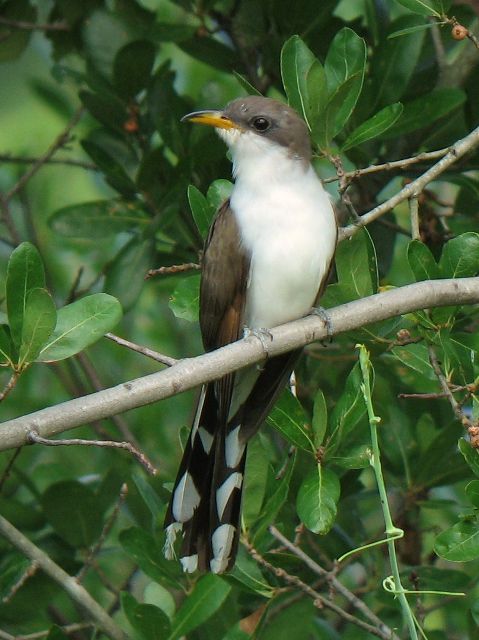 Yellow-billed Cuckoo